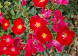 Talajtakaró rózsa / Red Carpet